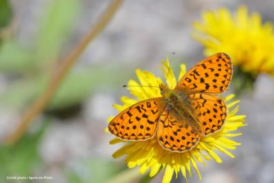 Le Jardin des Papillons(4)