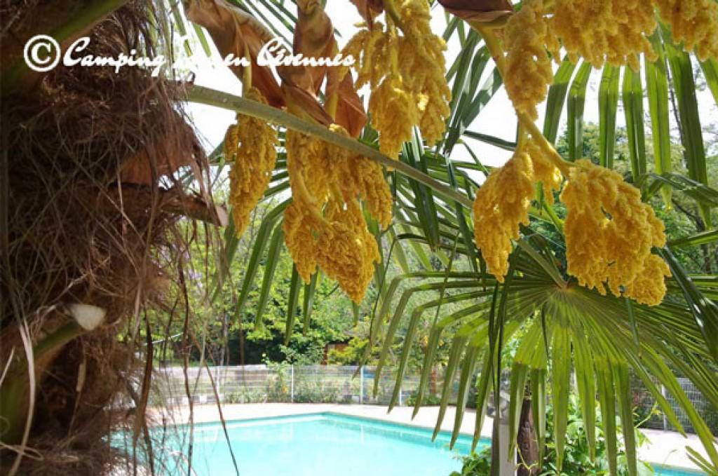 Camping Isis en Cévennes