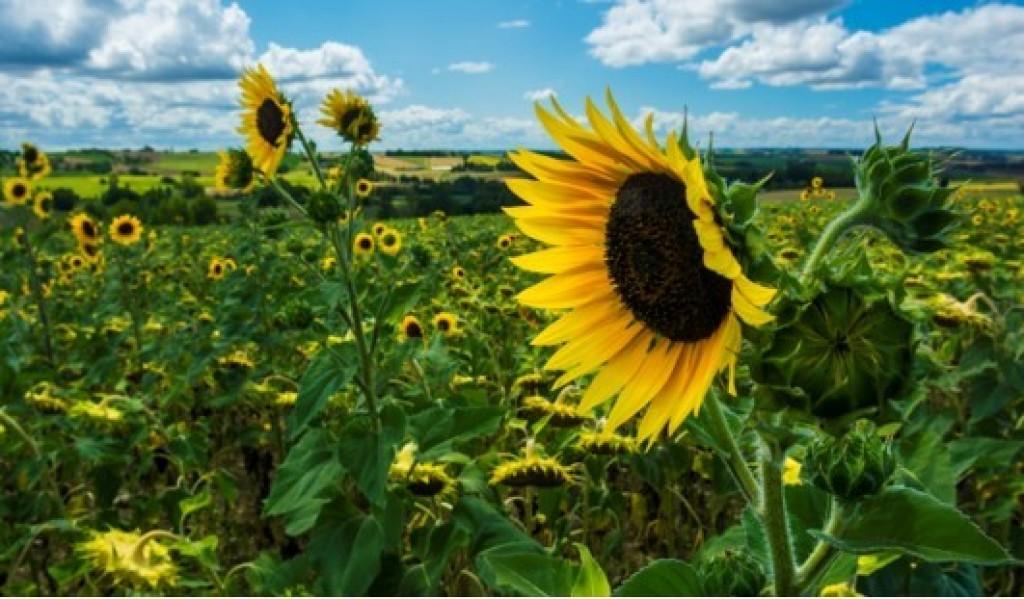 Camping Xtrem Village