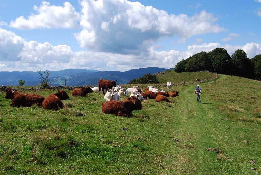 Camping Au Relais du Grand Ballon