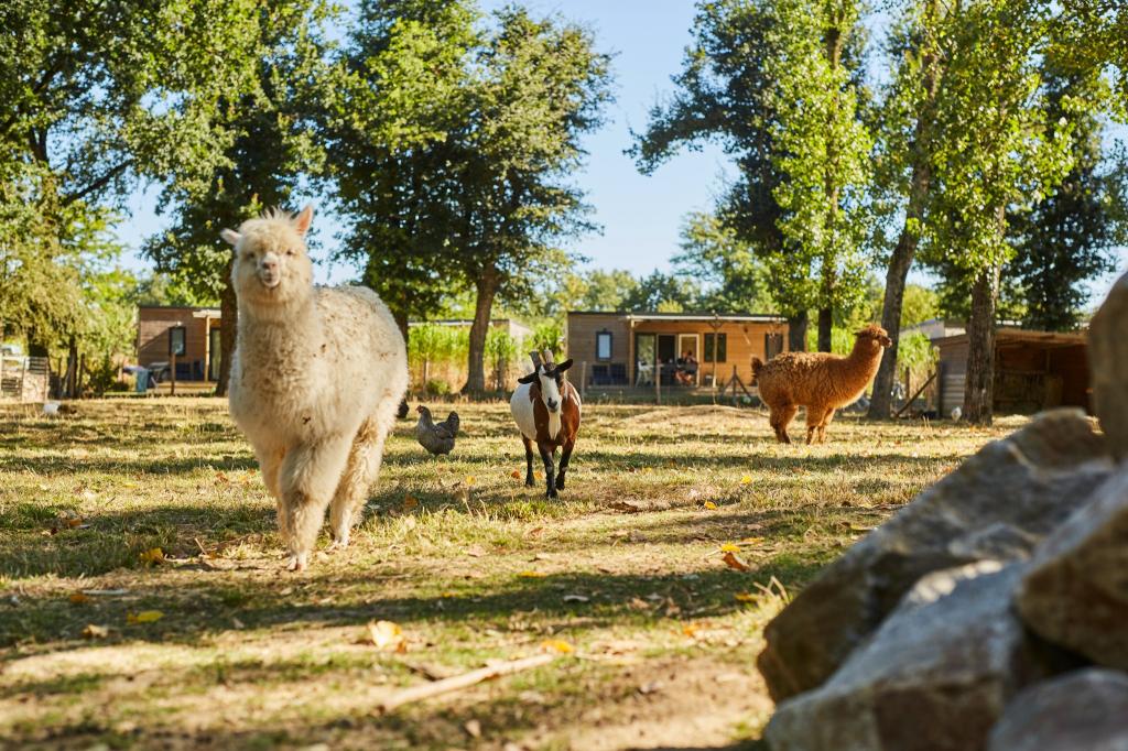 Camping du Lac de La Chausselière
