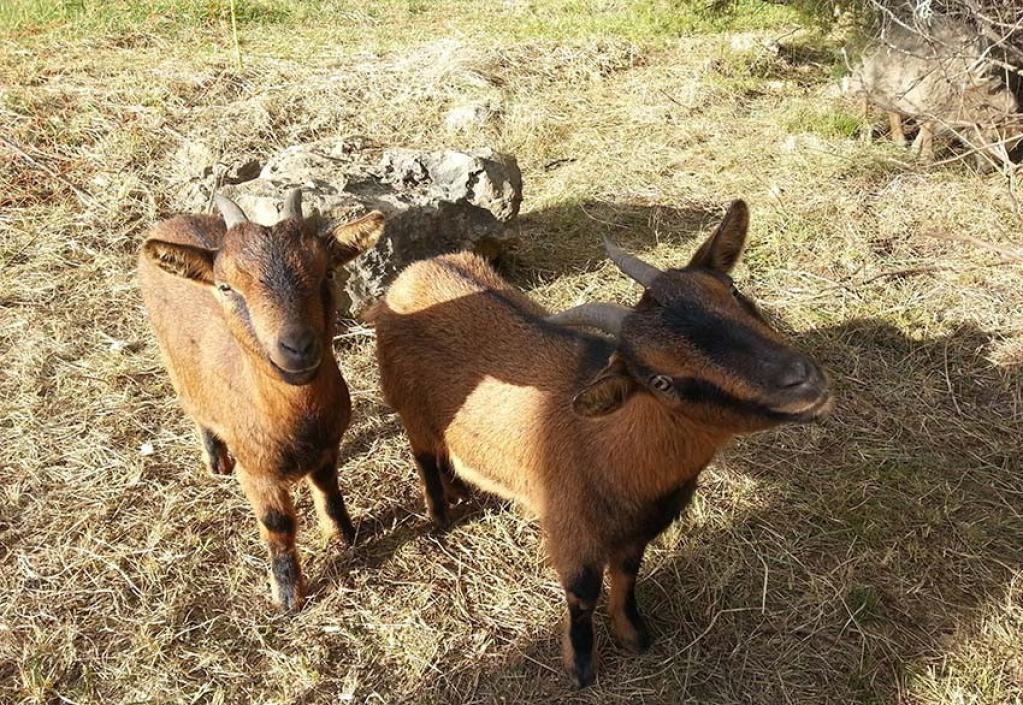 Camping Parc Saint Sauvayre: