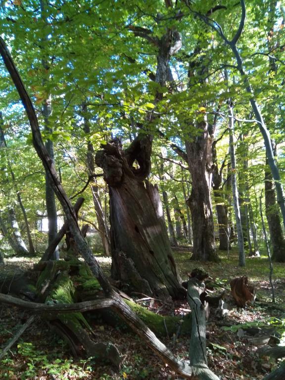 Camping L'ermitage du Grand Bois